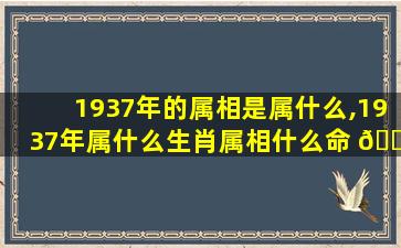 1937年的属相是属什么,1937年属什么生肖属相什么命 🐶